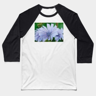 Cichorium intybus  Chicory Baseball T-Shirt